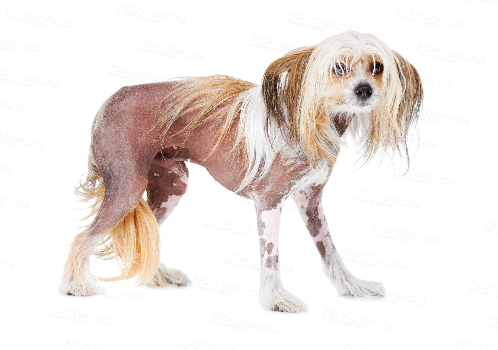 Buy stock photo Chinese crested dog in studio isolated against a white background with copyspace. Purebred canine looking scared. Lost or abandoned. Alone and waiting for adoption. A companion and man's best friend