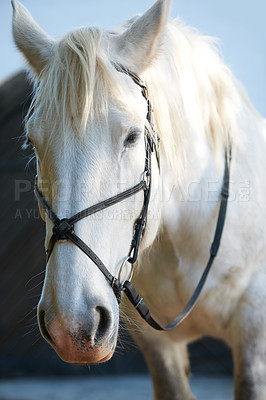 Buy stock photo White horse, portrait and closeup outdoor or riding strap, equestrian or farm ranch animal. Stallion, pet face and hobby sport outside stable, countryside nature or agriculture mare, majestic or race