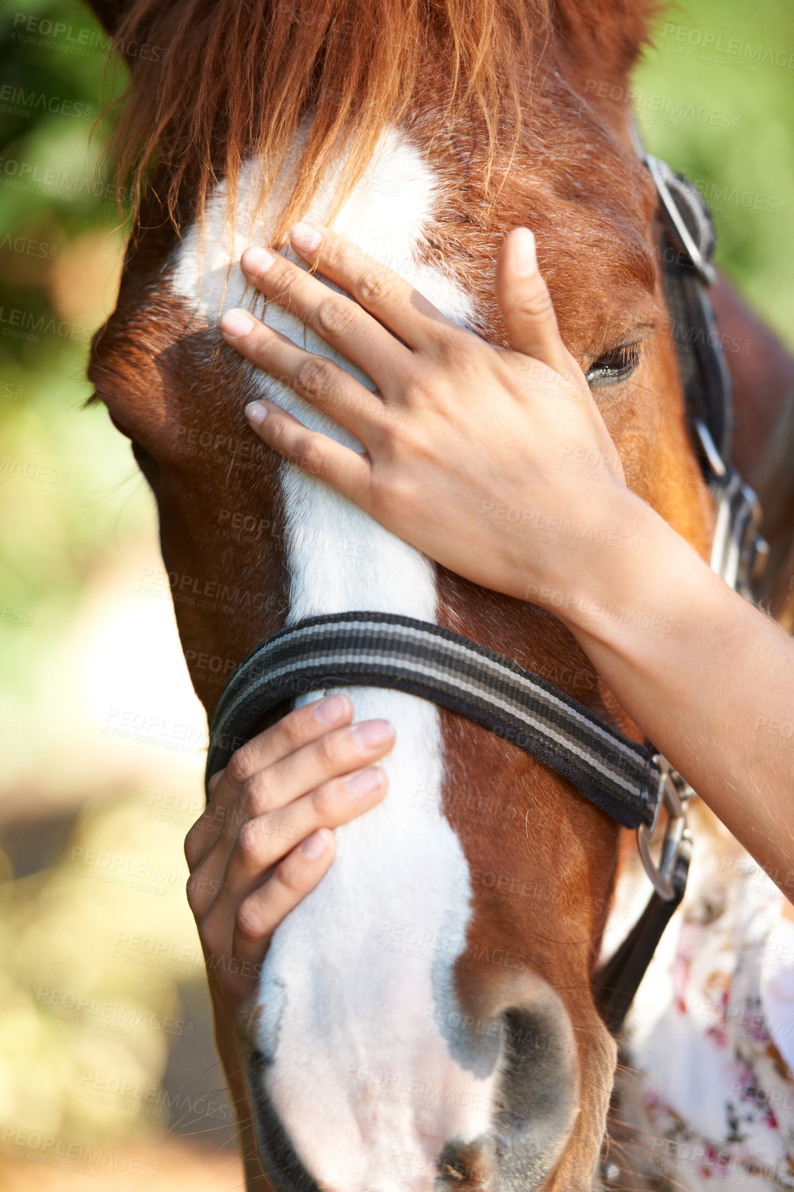 Buy stock photo Stroke, support or hands on horse in nature outdoor for bond or relax on farm, ranch or countryside. Animal closeup, person or touching stallion for freedom, adventure or vacation in summer for love