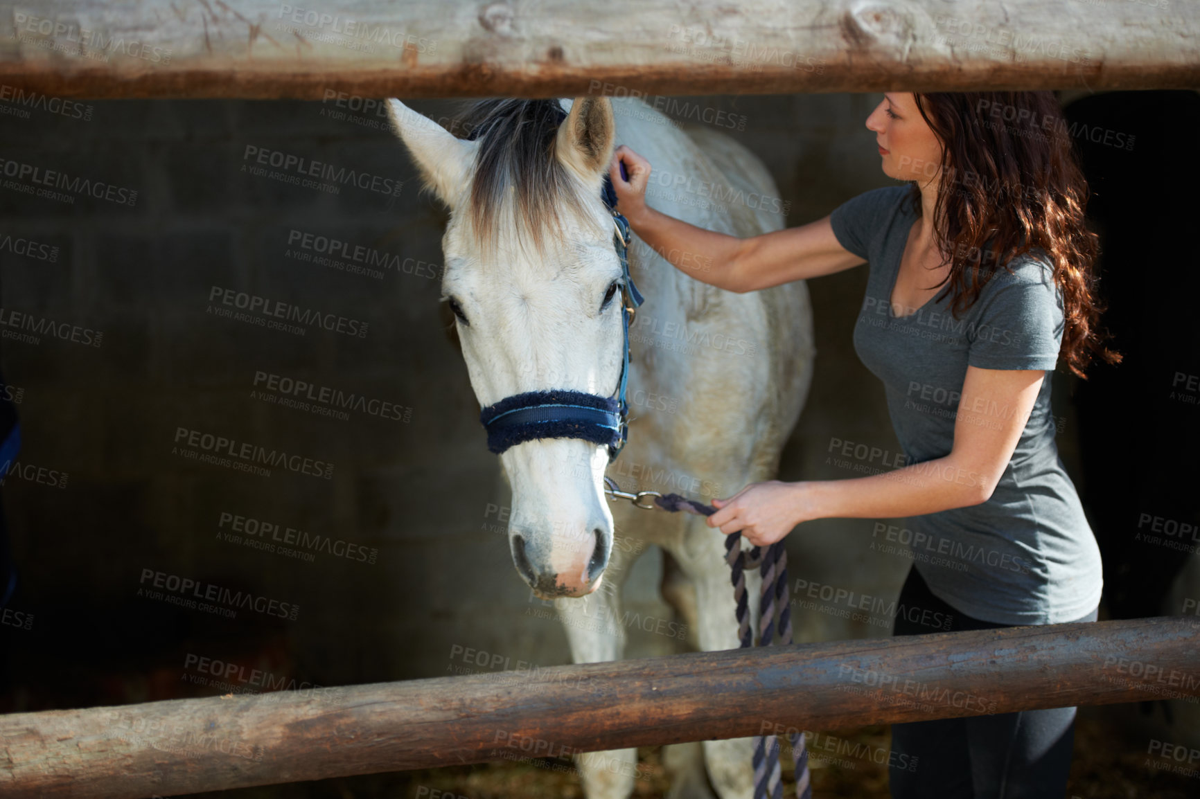 Buy stock photo A young woman brushing her horse in its stable