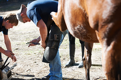 Buy stock photo Farrier men, horse hooves and farm with help for running, race and speed with tools, care and support. Vet team, equine doctor and healthcare for animal, pet and together at ranch in countryside