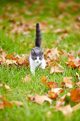 Buy stock photo Kitten, alone and walking on grass with leaves in backyard of family home while looking for owner. Cute, little and cat in nature, outside or earth for search, hunting or playing in garden for fun
