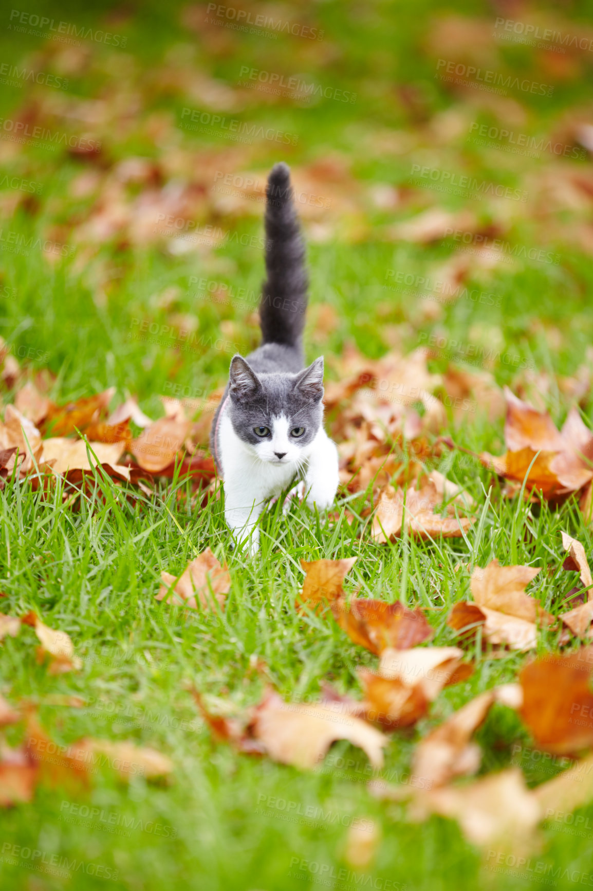 Buy stock photo Kitten, alone and walking on grass with leaves in backyard of family home while looking for owner. Cute, little and cat in nature, outside or earth for search, hunting or playing in garden for fun
