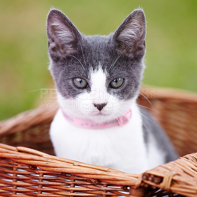 Buy stock photo Nature, pet and portrait of cat in a basket in an outdoor garden or park by grass with pink collar. Cute, adorable and small kitten feline animal or pet in a wooden bed on a field in countryside.