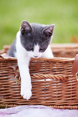 Buy stock photo Cute little kitten sitting in a basket while outside