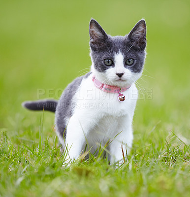 Buy stock photo Pretty grey and white kitten outdoors on the grass