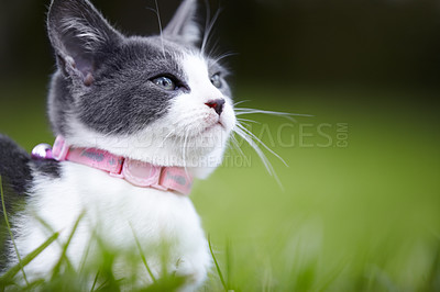 Buy stock photo Nature, pet and kitten on the grass in an outdoor garden or park with pink collar and white grey fur. Cute, adorable and small cat or feline animal or pet laying on lawn in a field in countryside.