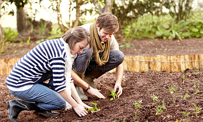 Buy stock photo Shot of a young couple planting seedlings in their vegetable garden together