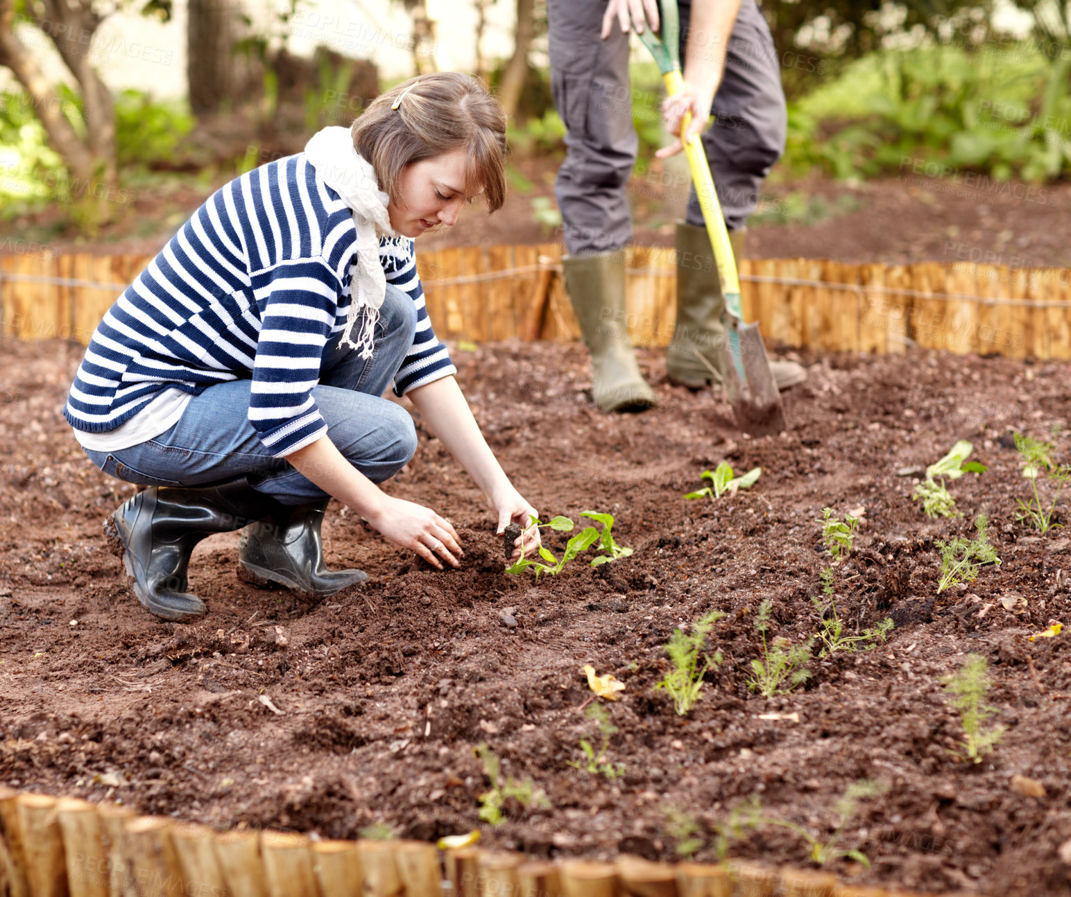 Buy stock photo Gardening, vegetables and people plant in soil, dirt or growing in backyard. Woman, planting or harvest plants in ground with partner in spring, garden or farming green spinach, leaves or herbs