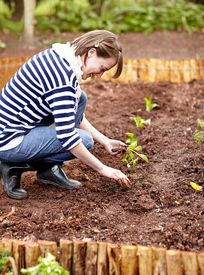 Buy stock photo Woman, gardening and plant in backyard soil, dirt or growing vegetables. Person, planting or harvest of plants in ground or agriculture in spring, garden or farming green spinach, leaves or herbs