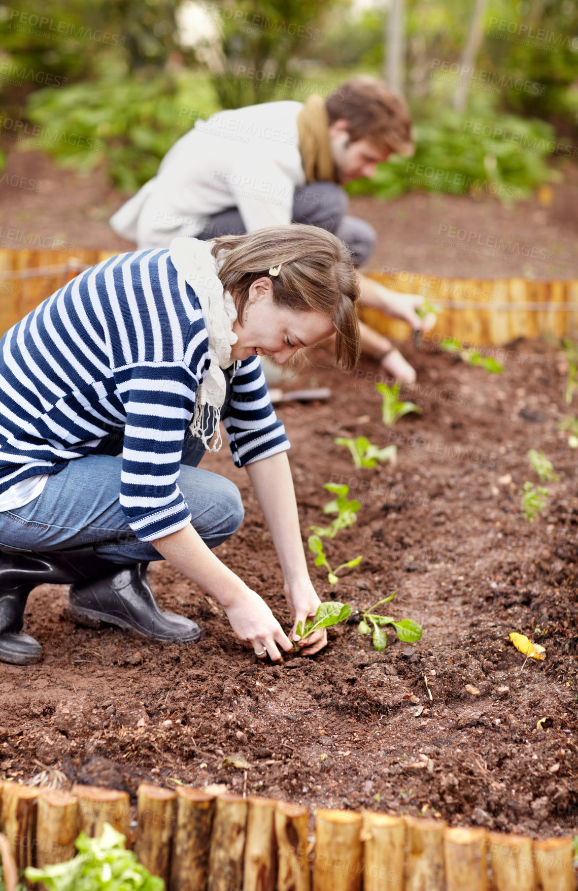 Buy stock photo Shot of a young couple planting seedlings in their vegetable garden together