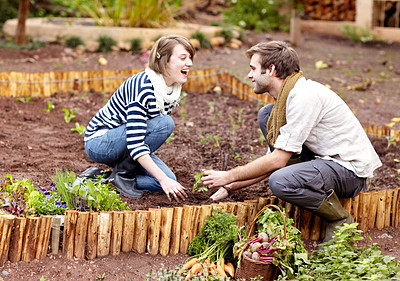 Buy stock photo Shot of a young couple planting seedlings in their vegetable garden together