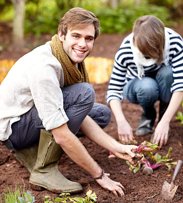 Buy stock photo Vegetable, plant and portrait of couple gardening together in backyard with a harvest. Farming, growth and people working with beetroot and growing plants for sustainable, organic or vegan food
