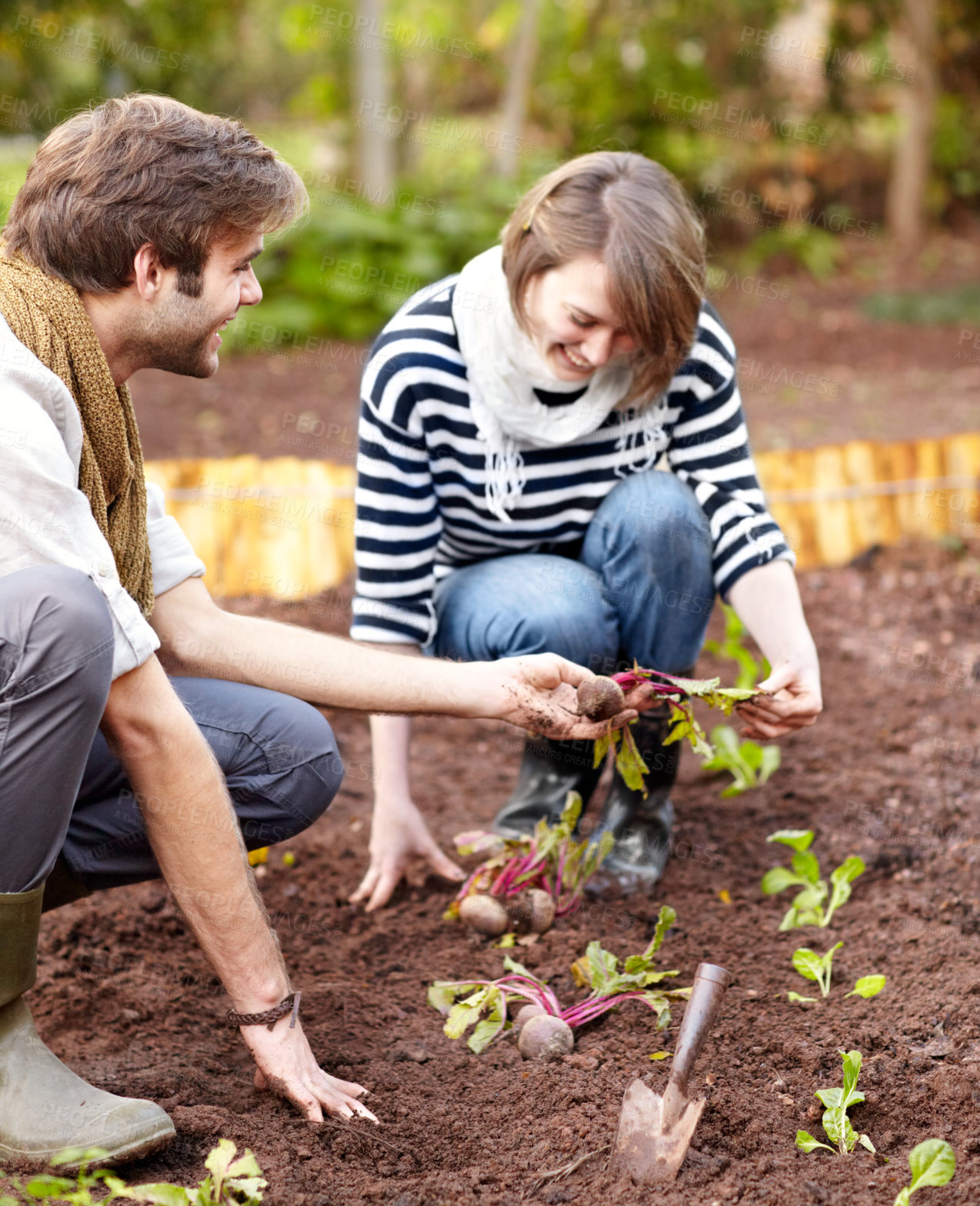 Buy stock photo Shot of a young couple harvesting vegetables from their garden