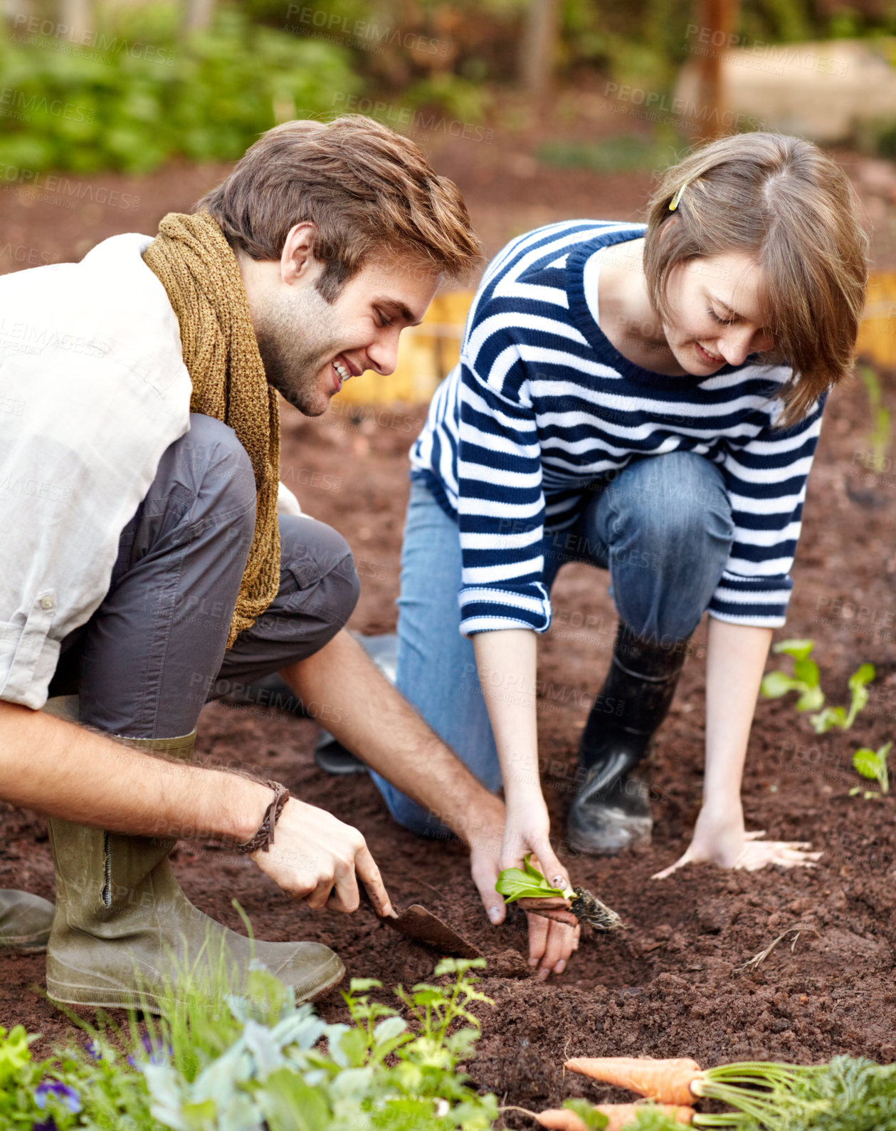 Buy stock photo Shot of a young couple planting seedlings in their vegetable garden