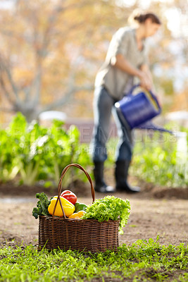 Buy stock photo Water, vegetables or farmer gardening for agriculture or sustainability for harvest or agro business. Blur, farming or woman working on fresh natural produce for wellness, organic growth or nutrition
