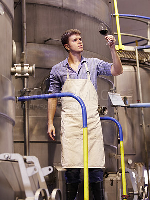 Buy stock photo Man, wine manufacturing at distillery and alcohol making process with inspection of drink in glass and winery. Young male winemaker, fermentation of alcoholic beverage and person check product