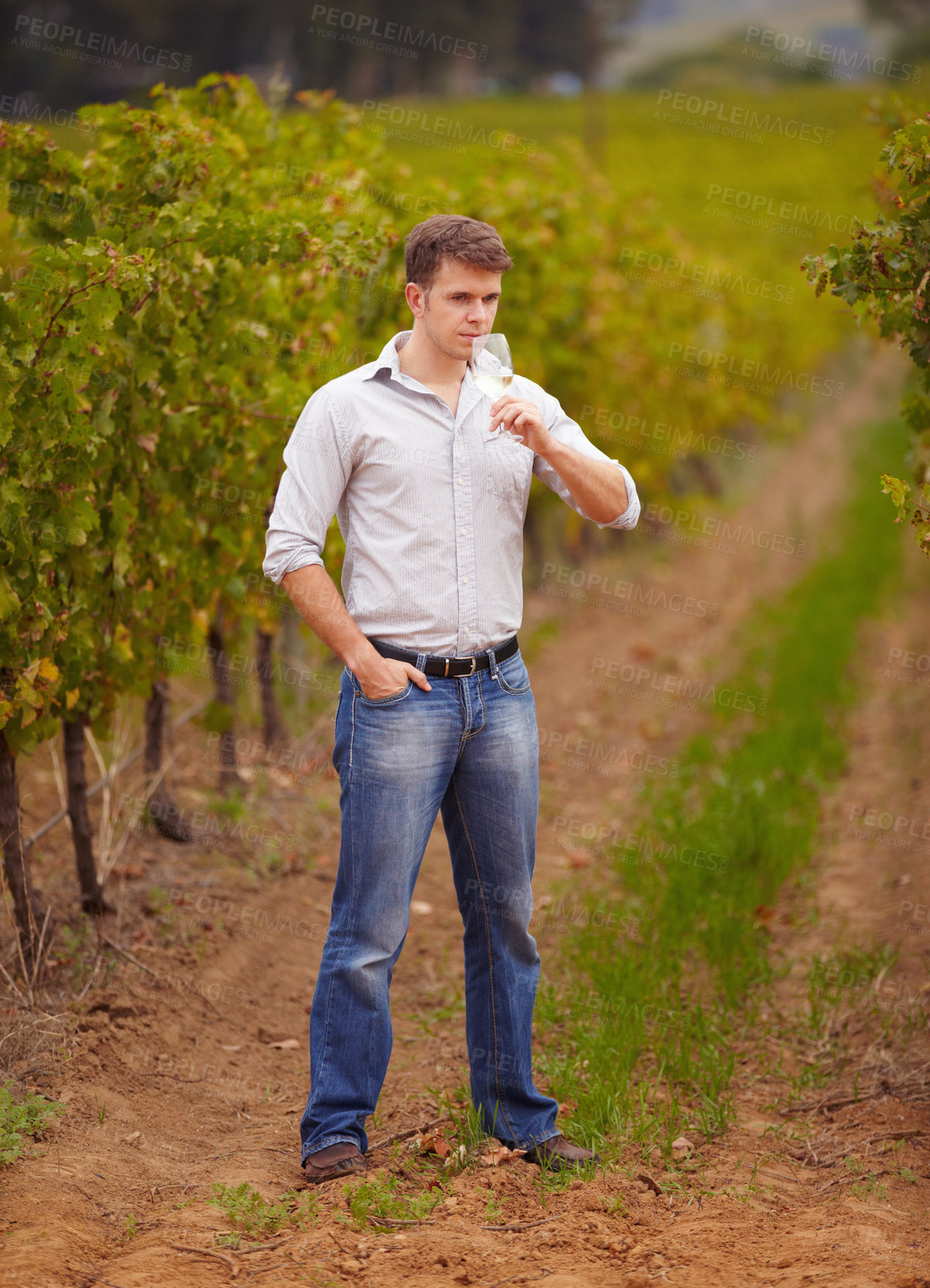 Buy stock photo Wine maker, standing in vineyard and glass of white or man, vineyard or green grape farm and luxury, alcohol drink or winery. Young farmer, sommelier and taste test or smell, quality and drinking