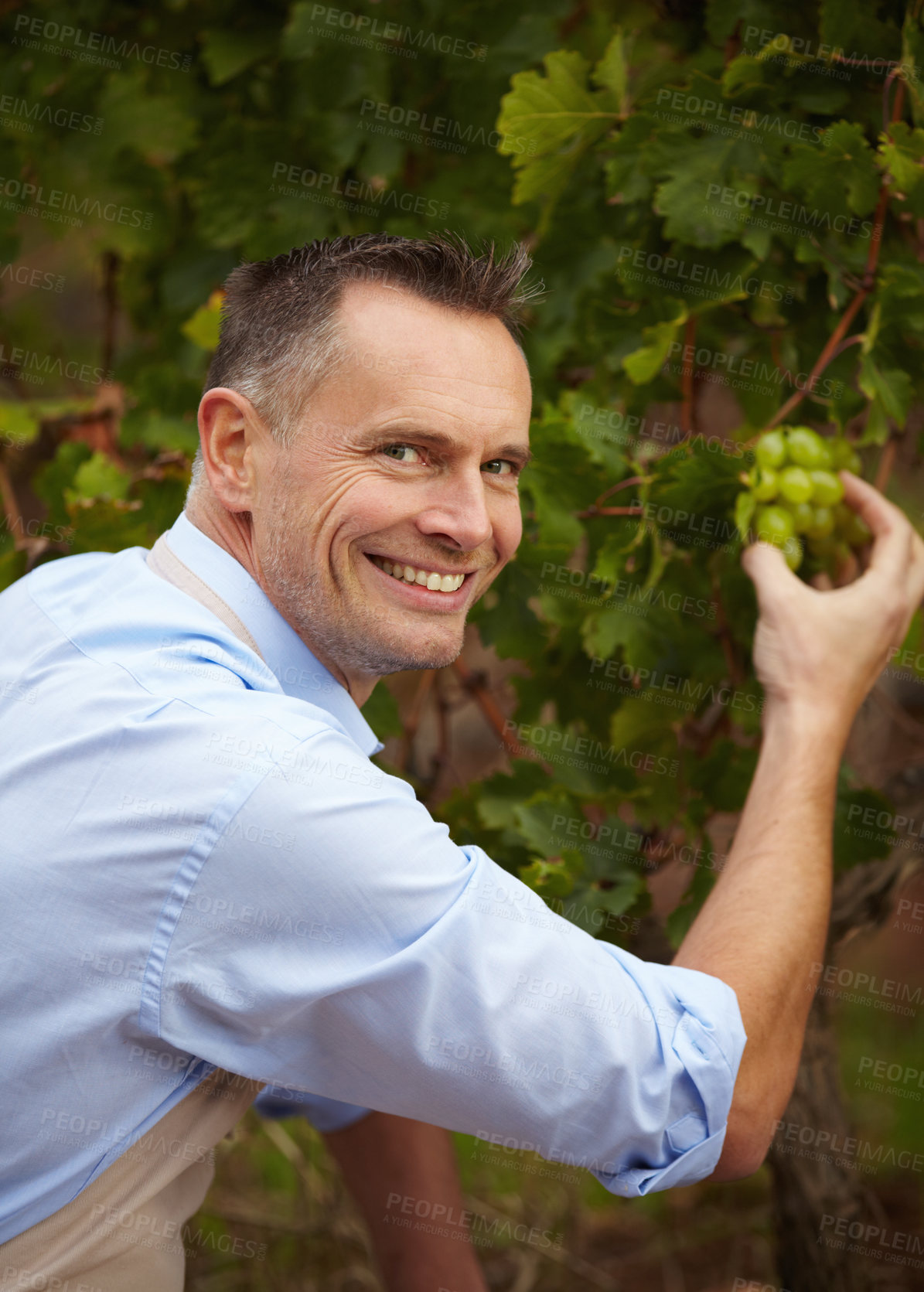 Buy stock photo Portrait of a mature wine maker checking on his white grapes