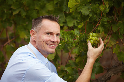 Buy stock photo Fruit, portrait of man picking grapes for wine at farm or vineyard outdoors. Agriculture, farming and male alcohol maker getting ingredients for sustainability production of beverages or drinks