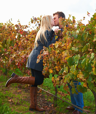 Buy stock photo A young couple kissing on the vineyards