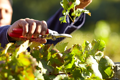 Buy stock photo Hands, leaves in vineyard and agriculture, person with harvest for wine industry, tools and farming for sustainability. Agro business, gardening and farmer with farm equipment, plant and environment 
