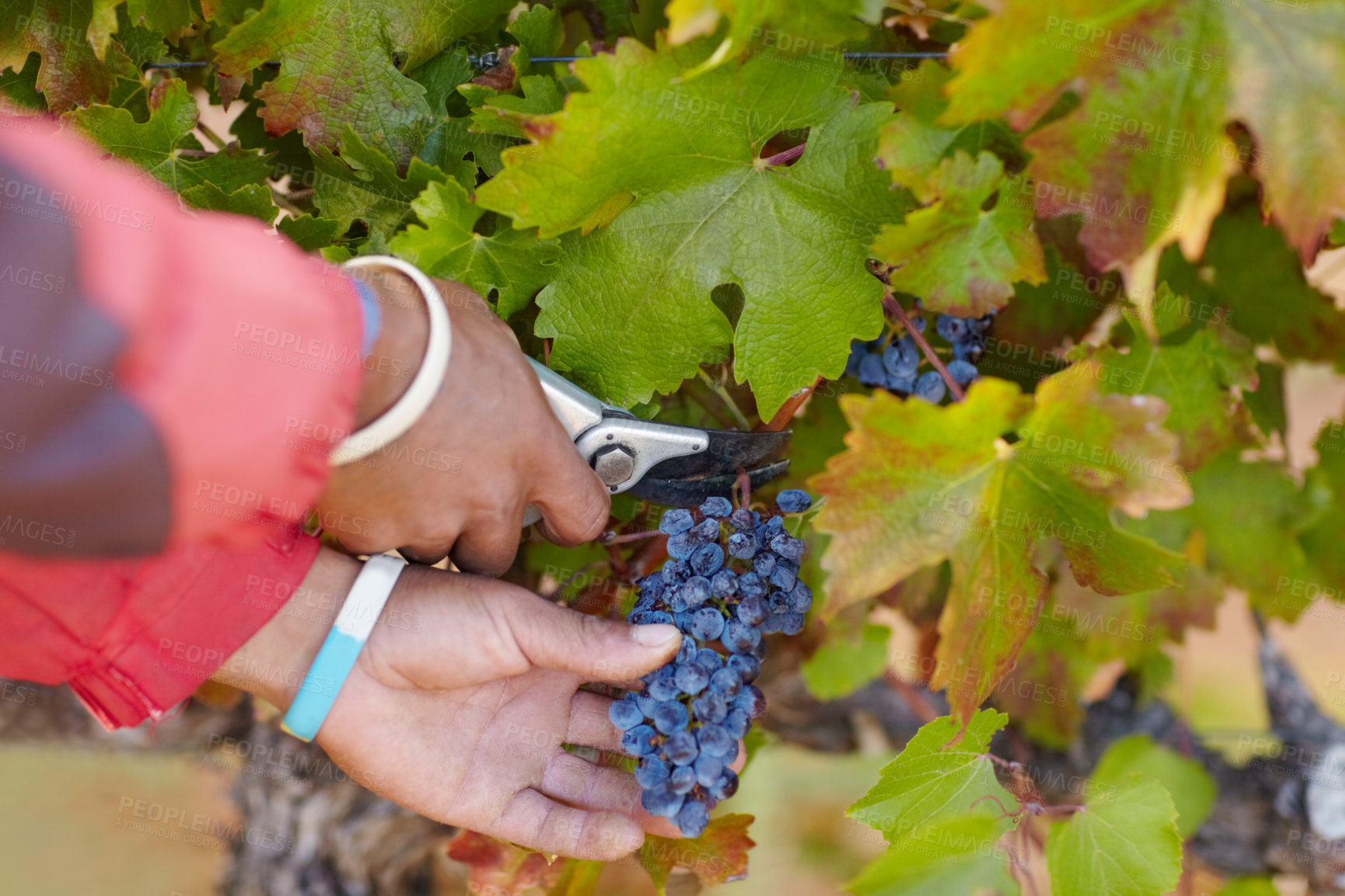 Buy stock photo Cropped shot of a man's hands harvesting grapes
