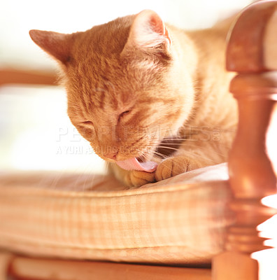Buy stock photo Pet, cat and paw for lick on chair with grooming, tongue and cleaning of fur on body in sun. Cute, ginger tabby and ready by sitting on pillow for afternoon nap in summer with eyes closed in home