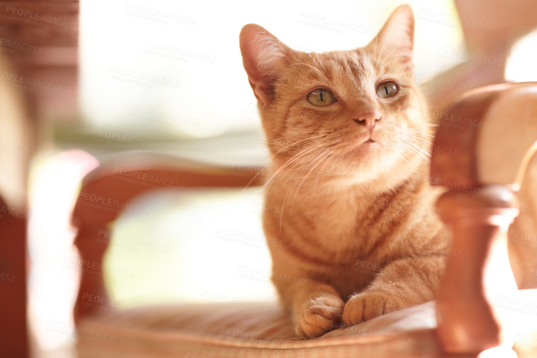 Buy stock photo An adorable ginger tabby sitting on a chair in the sunlight