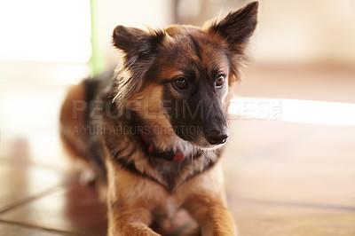 Buy stock photo Closeup of German Shepherd puppy sitting on a floor inside with copyspace. Zoom in on a cute dog being curious, longing for his owner indoors. Playful pet waiting to be fed while resting at home