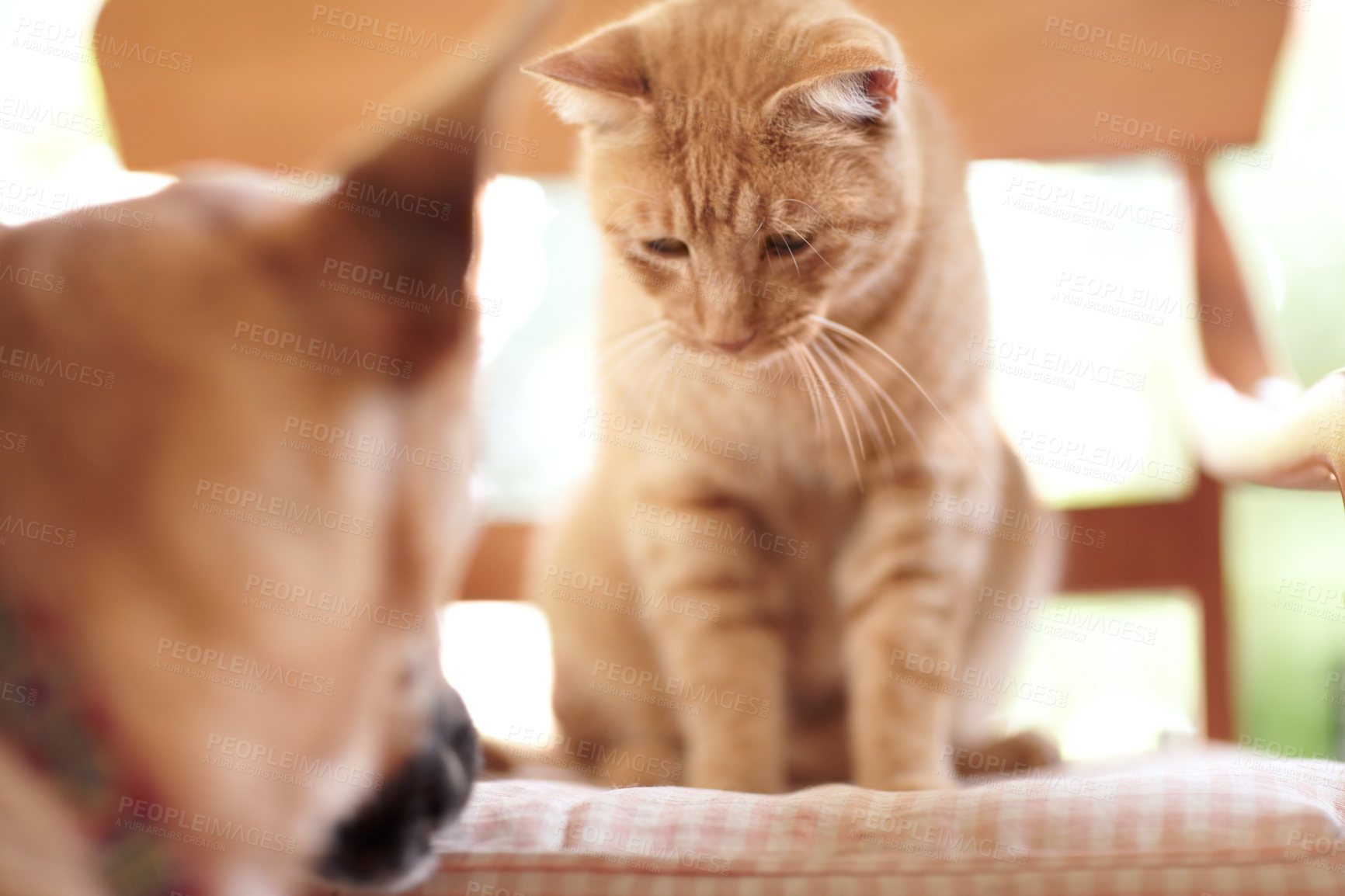 Buy stock photo An adorable ginger tabby sitting on a chair looking down at a German Shepherd