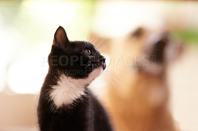 Buy stock photo A low angle shot of a cute kitten with a dog blurred in the background