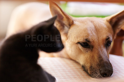 Buy stock photo A shot of a dog resting its head on a table while a cute kitten looks on