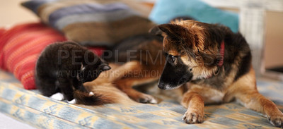 Buy stock photo An adorable picture of a kitten and young dog lying on a bed