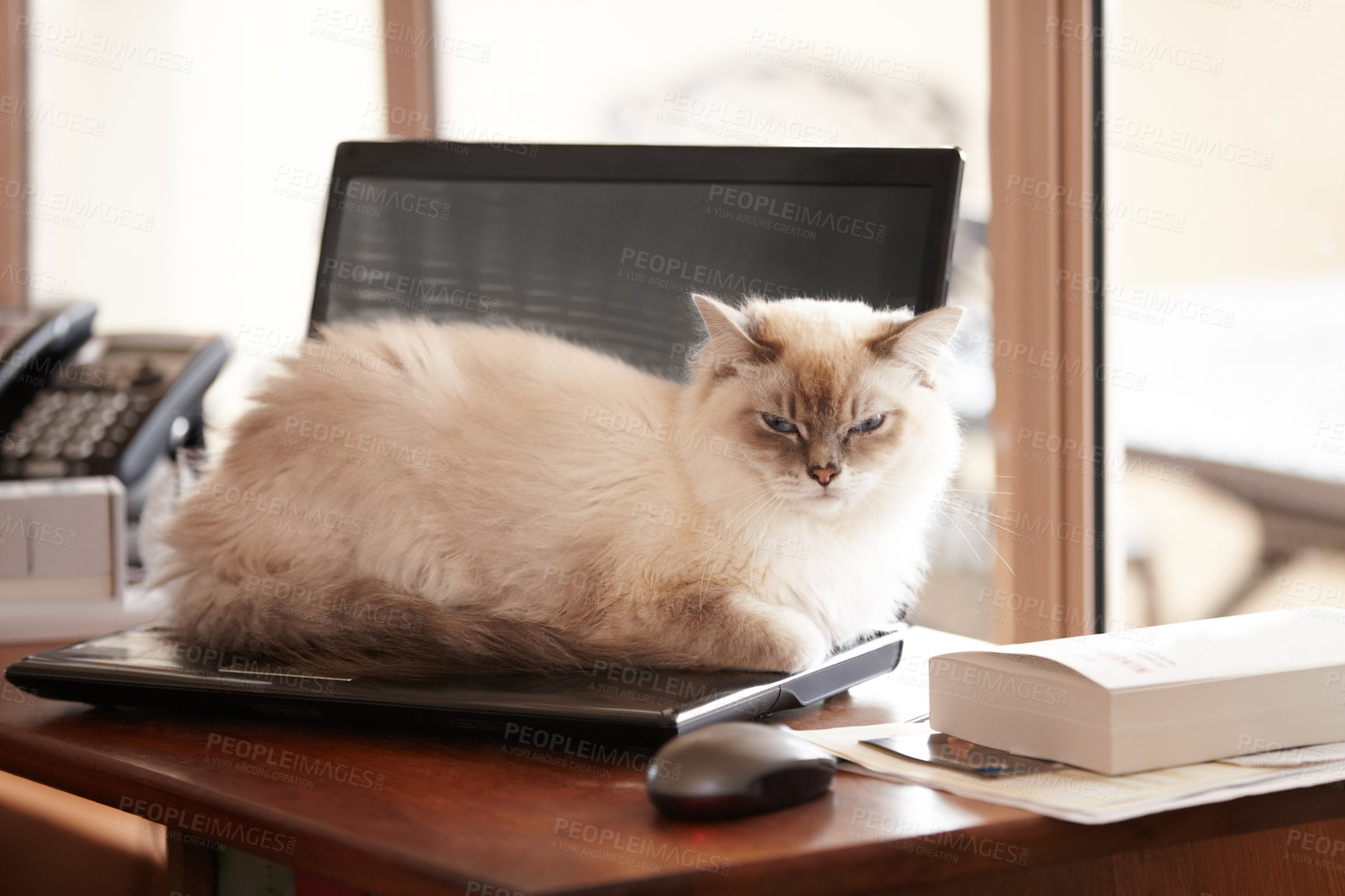Buy stock photo A fluffy siamese cat taking a timeout on its owner's laptop