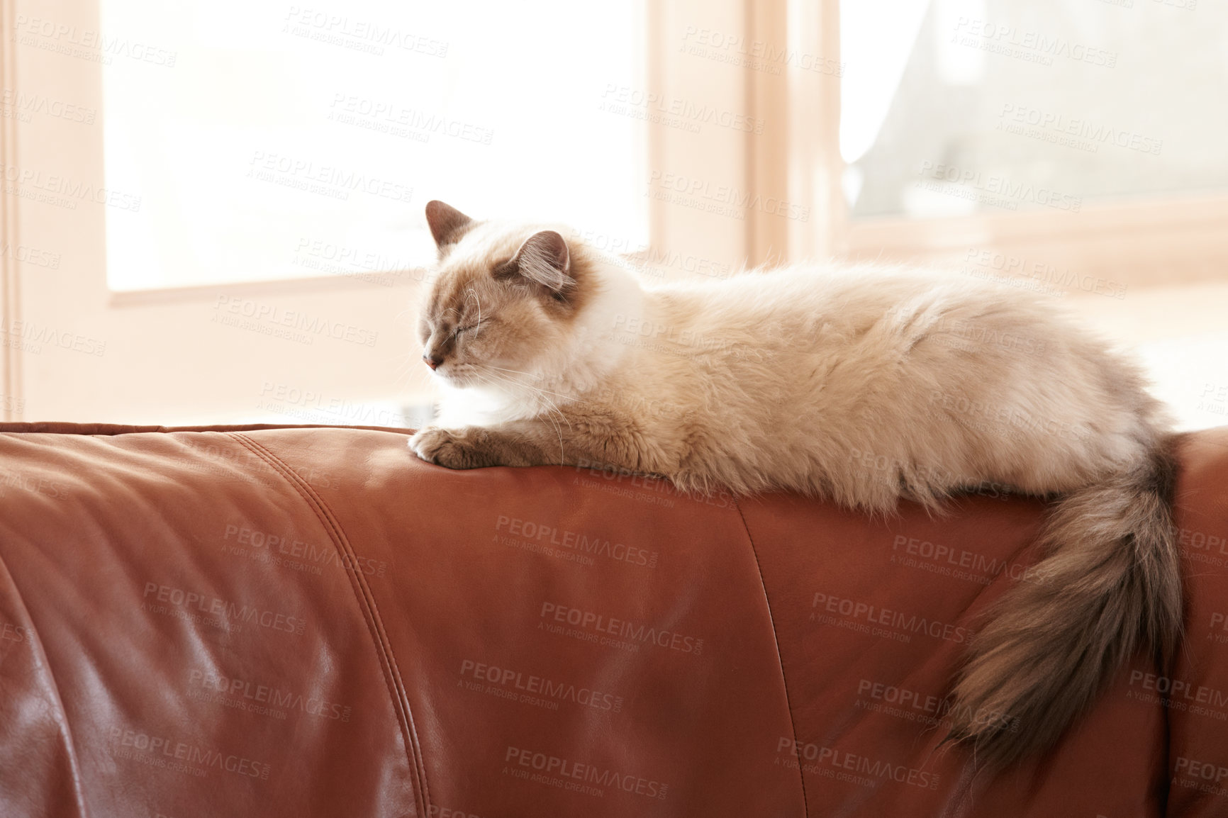 Buy stock photo Cat, sleeping and relax on sofa in home with healthy pet in apartment living room. Calm, kitten and grey fur of persian kitty sitting in house with calm, comfort and sleepy face of animal on couch