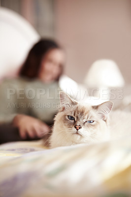 Buy stock photo A closeup shot of a fluffy kitty and its owner lying in bed
