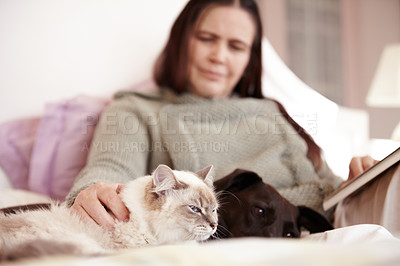 Buy stock photo Cat, dog and woman relax in bed together with love, care and happiness in home. Pet, animals and person stroke the fur of a kitten and reading a book in bedroom of house with comfort and support