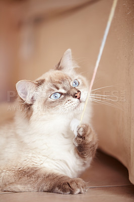 Buy stock photo A closeup shot of a young siamese cat playing with a string on the living room floor