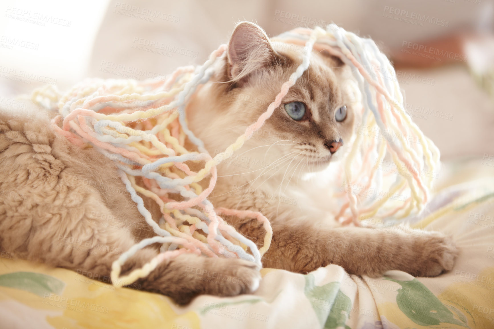 Buy stock photo An adorable closeup shot of a siamese cat covered in yarn lying on a bed