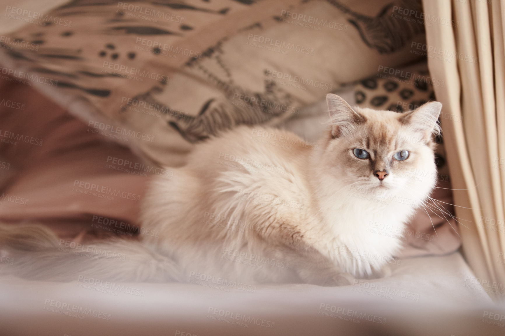 Buy stock photo Cat, relax and portrait on a sofa in home with healthy pet in apartment living room. Calm, kitten and grey fur of persian kitty sitting in house with moody, attitude or sleepy face of tired animal 