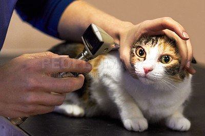 Buy stock photo Veterinary, doctor and cat with tool for eyes, examination or checkup at hospital or clinic for health. Healthcare, veterinarian and animal for wellness, medical exam or sick pet at vet with light
 

