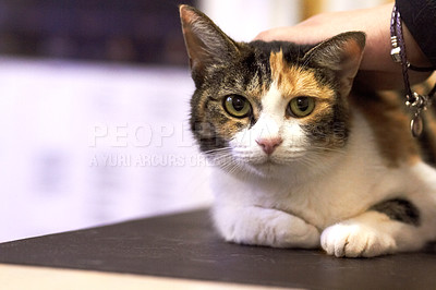 Buy stock photo Veterinary, portrait and cat on table for consultation, examination or health checkup at hospital or clinic. Animal, face and pet at vet for assessment, vaccine or healthcare with person or owner
