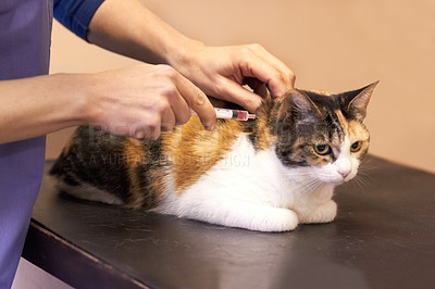 Buy stock photo Closeup shot of a cat getting examined by a vet