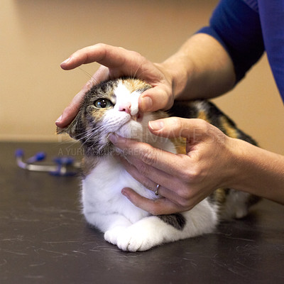 Buy stock photo Closeup shot of a cat getting examined by a vet