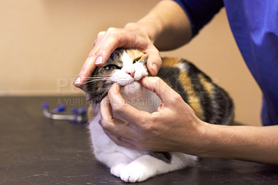 Buy stock photo Veterinary, hands and cat with mouth examination or checkup at hospital or clinic for health on table. Healthcare, animal and veterinarian or doctor for wellness, medical exam or sick pet at vet
 
