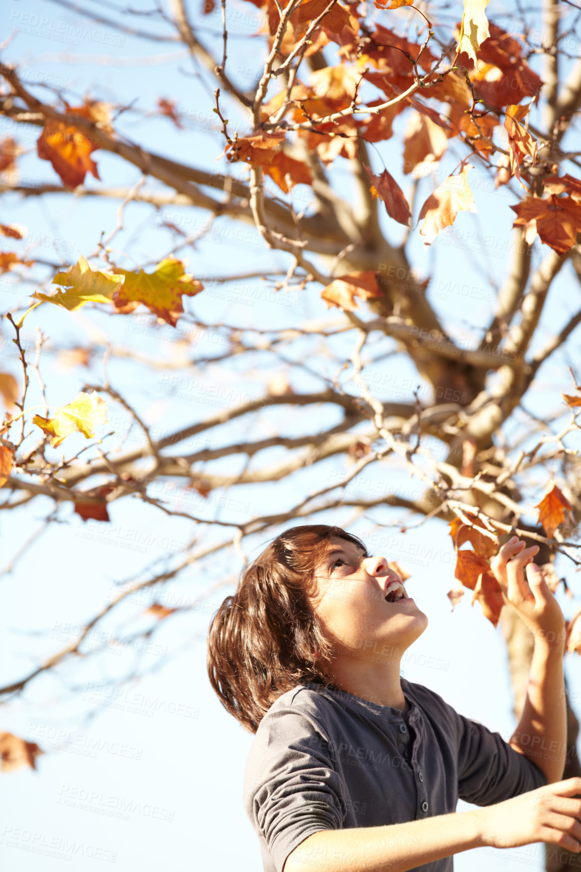 Buy stock photo Boy, leaf or autumn tree play in garden nature for smile happy, outdoor childhood or look up. Male kid, plants or backyard sunshine in forest park or blue sky youth fun in woods, fall color or season