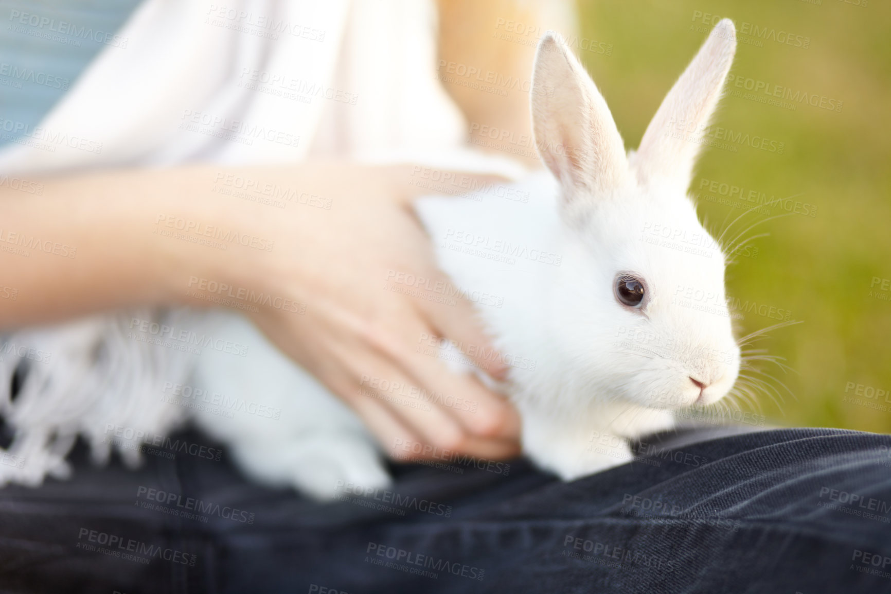 Buy stock photo Playing, hands and a child with a rabbit in nature for bonding, touching and relax. Care, cute and a girl or person with a pet animal in a garden or backyard for fun and holding  in childhood