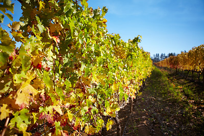 Buy stock photo An empty wine farm. Summer landscape with vineyards. Wine making industry. Sunny day in wine farm. Nature background with vineyard in autumn harvest. Lush vineyards in the summer or spring season