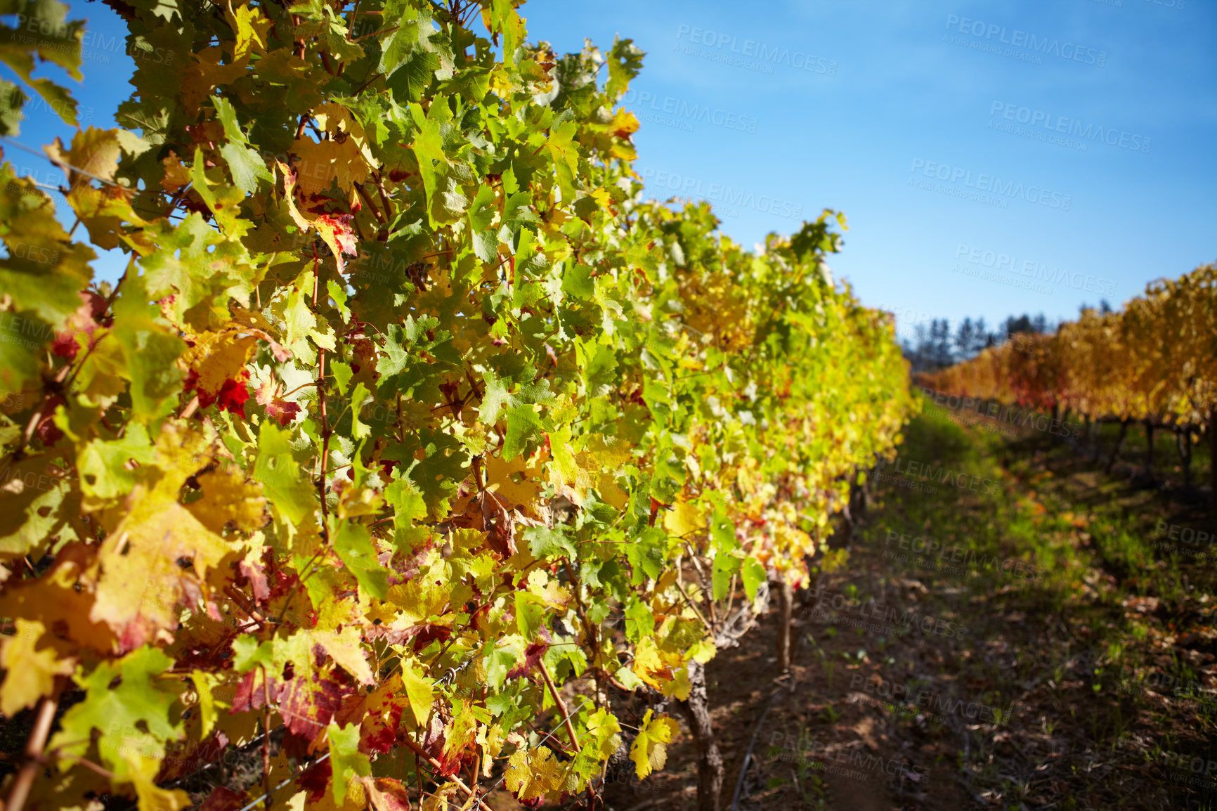 Buy stock photo An empty wine farm. Summer landscape with vineyards. Wine making industry. Sunny day in wine farm. Nature background with vineyard in autumn harvest. Lush vineyards in the summer or spring season